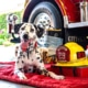 Wilshire at the Los Angeles Fire Department