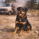 Eve, the Rottweiler, in front of a burning van