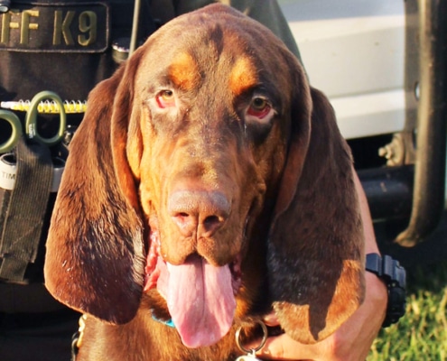 Fred, the Bloodhound, from Rutherford County Police Office