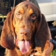 Fred, the Bloodhound, from Rutherford County Police Office