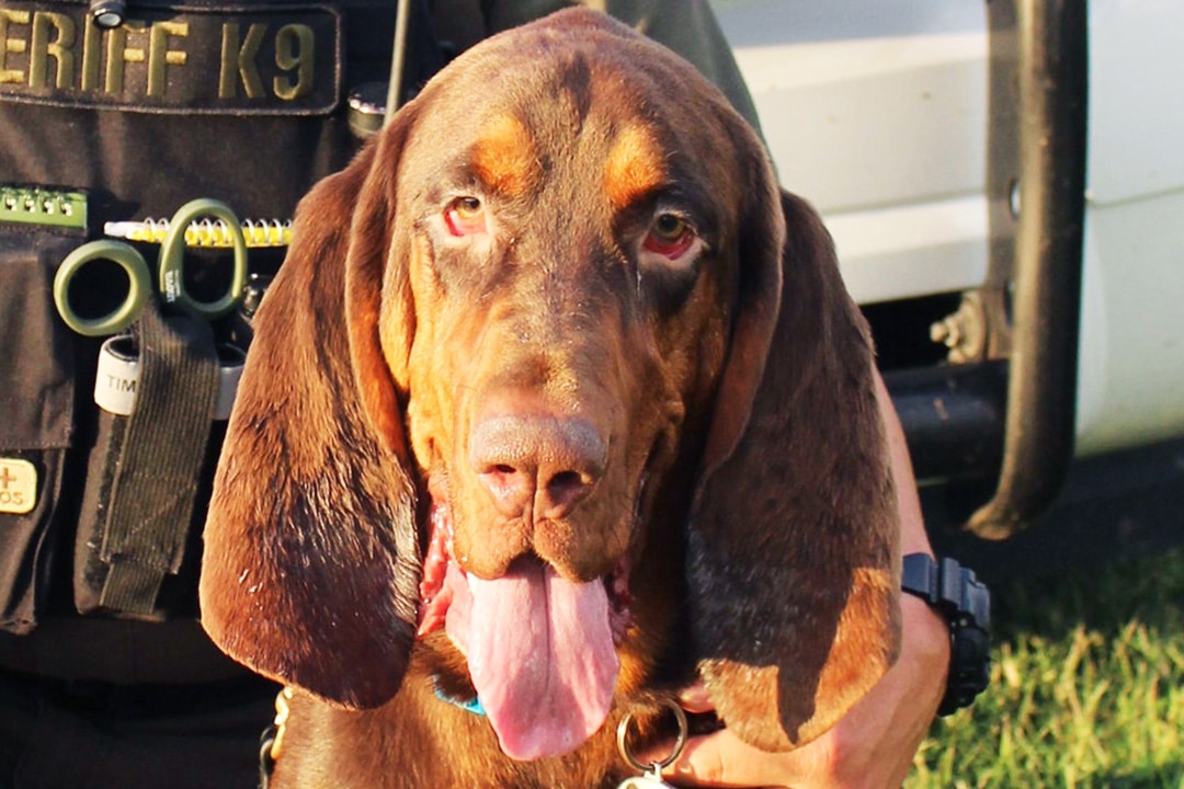 Fred, the Bloodhound, from Rutherford County Police Office