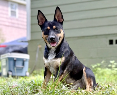 Chicarin, the dog who keeps finding human remains
