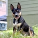 Chicarin, the dog who keeps finding human remains