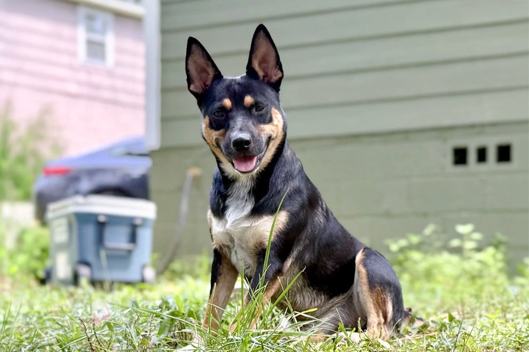 Chicarin, the dog who keeps finding human remains