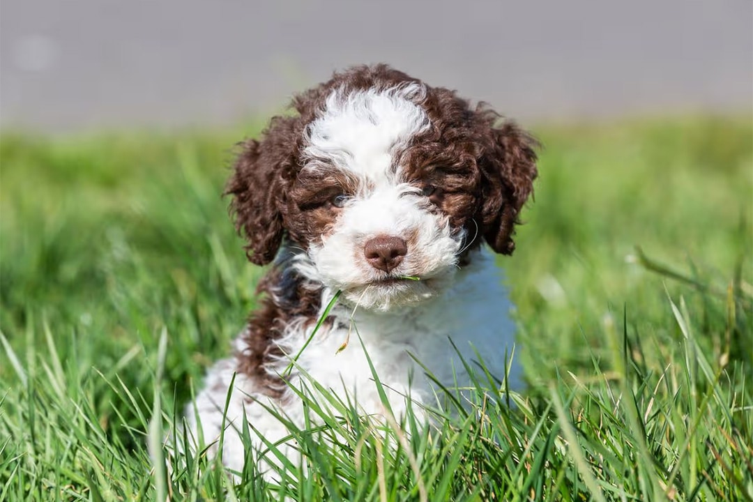 Ollie, the Lagotto Romagnolo puppy